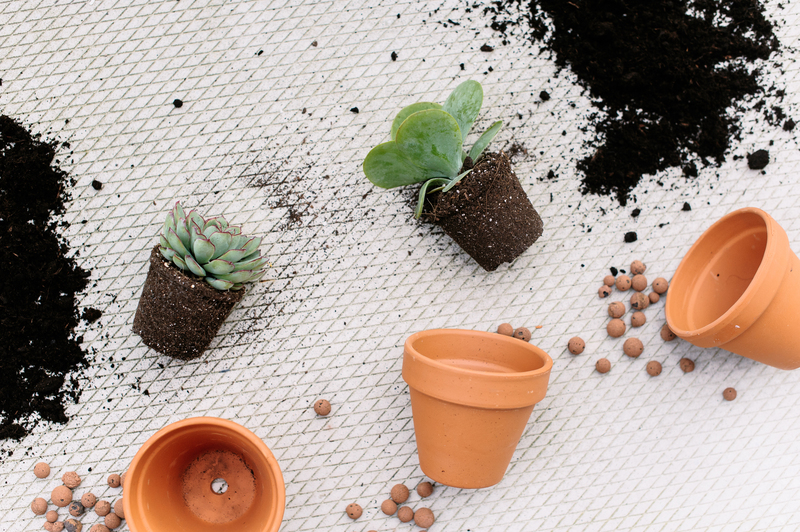 home cleaning carpet cleaning